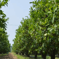 高效濃縮機(jī)的原理